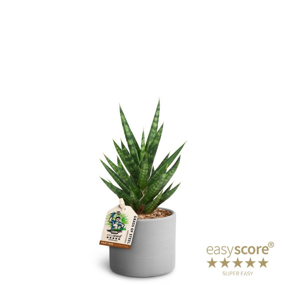 SANSEVIERIA TRIFASCIATA 40632854 Raw Grey 'FRANCISII', D 7