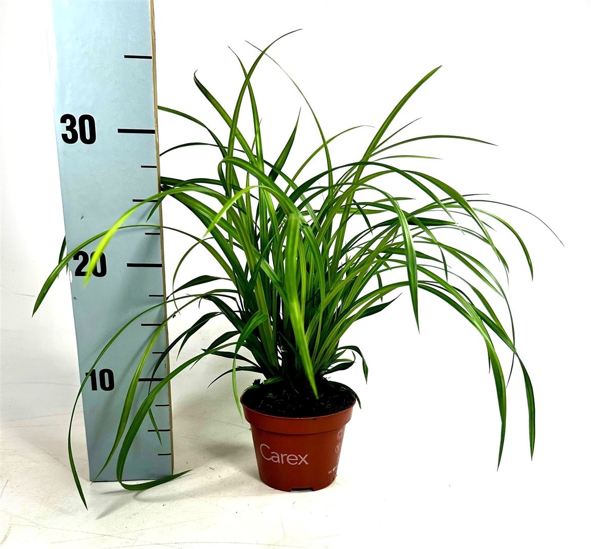 Carex mor. 'Irish Green', D 10,5