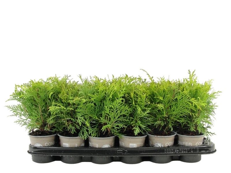 Thuja occidentalis 'Golden Globe', D 9