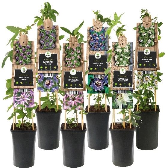 Mix CC Passiflora +3.0 label, D 17