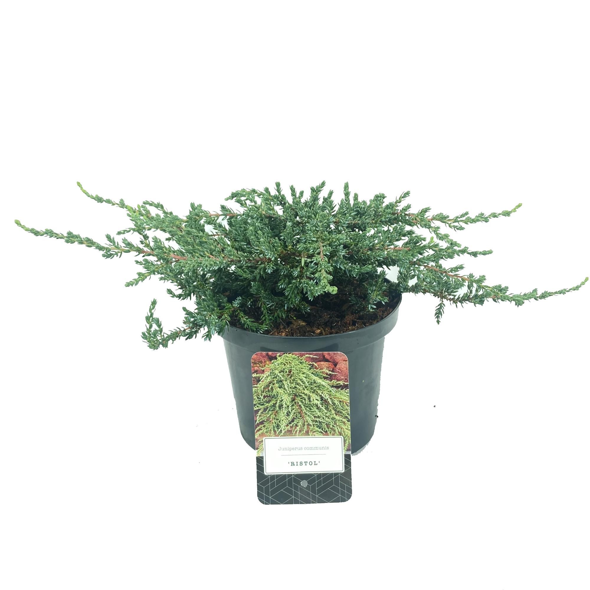 Juniperus communis 'Ristol', D 18