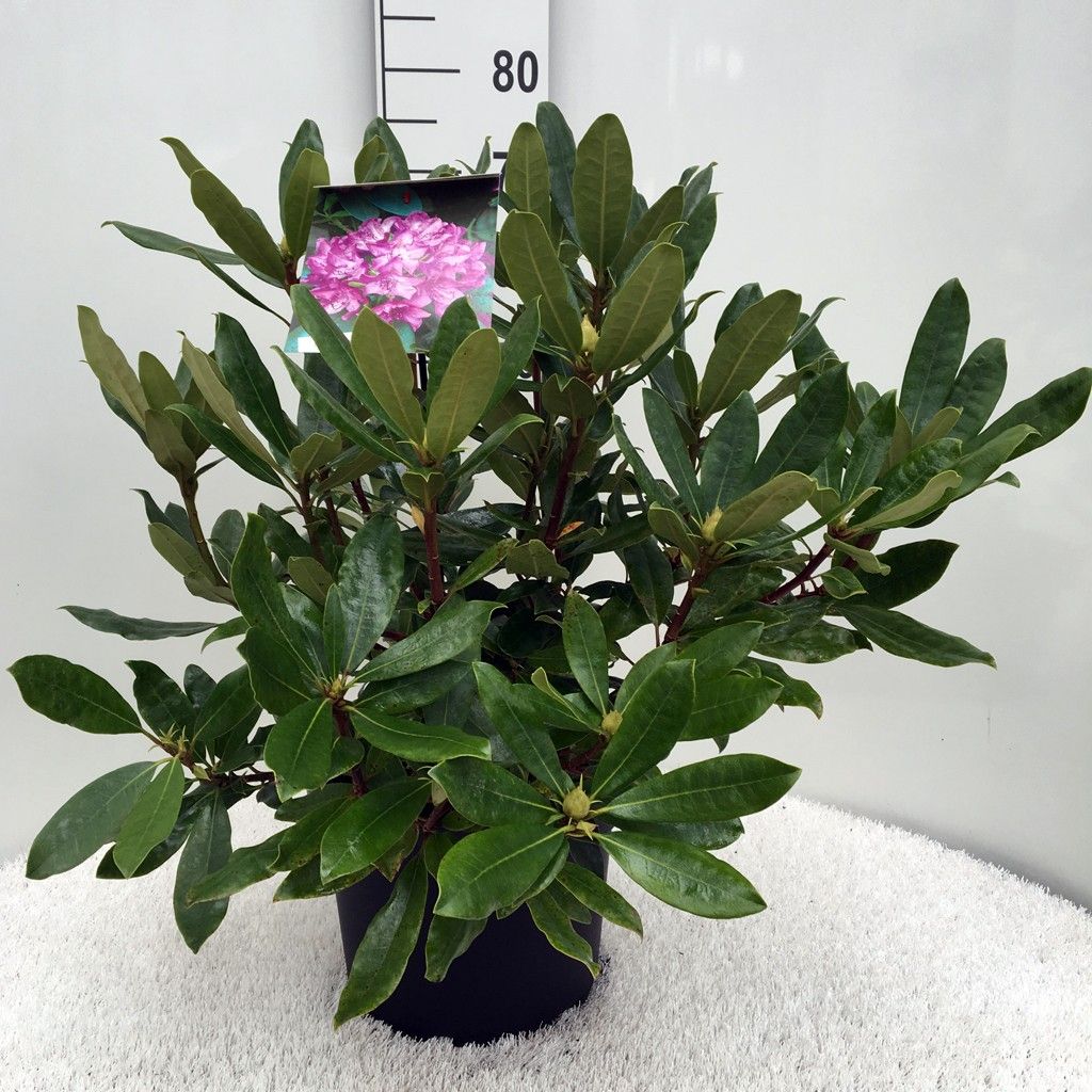 Rhodo. ponticum 'Roseum' pink, D 29