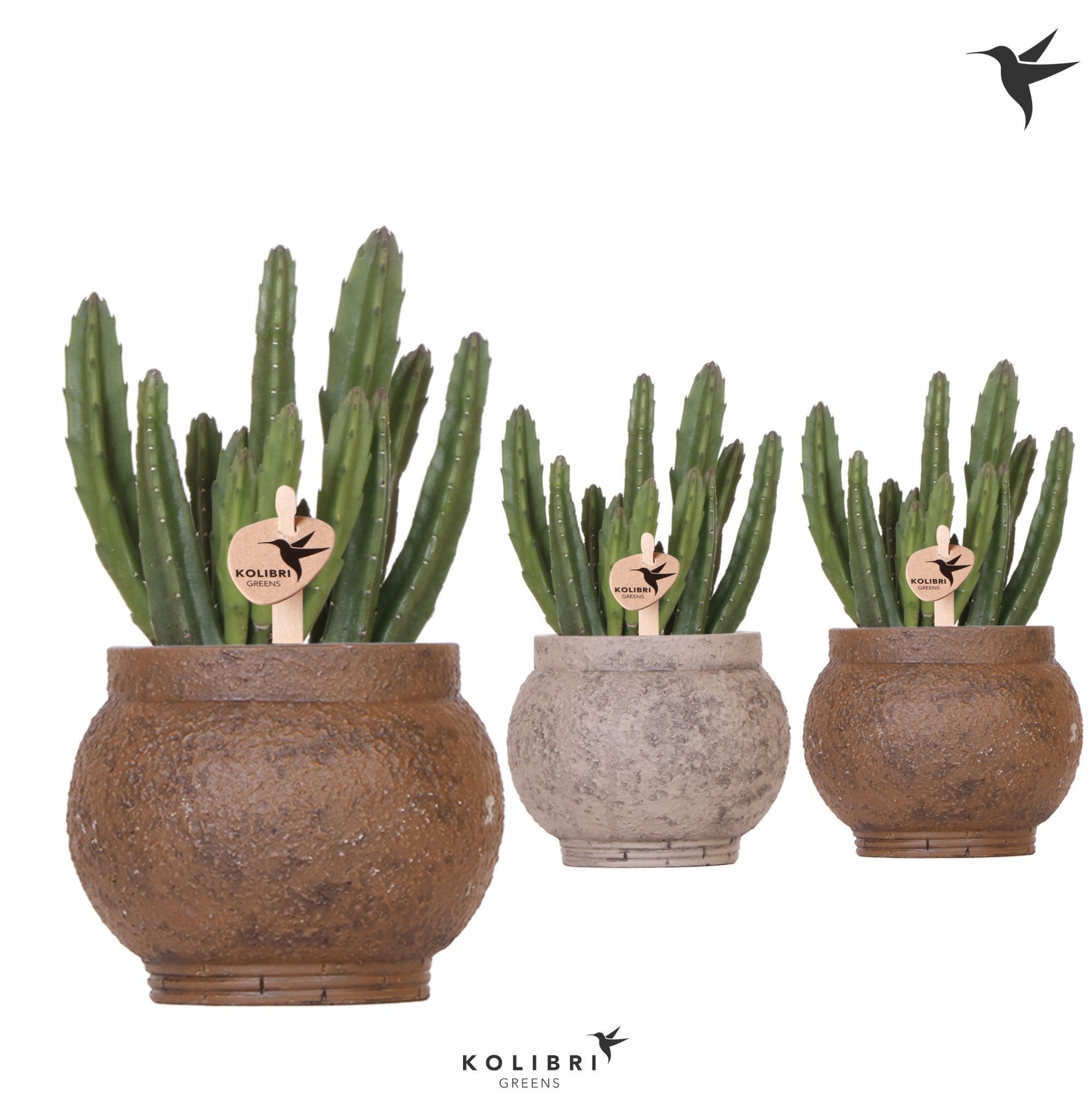 Kolibri Greens Stapelia Leendertziae in Ancient pot brown mix, D 9