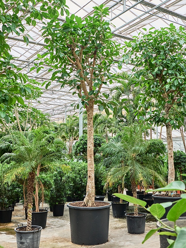 Ficus altissima, D 120