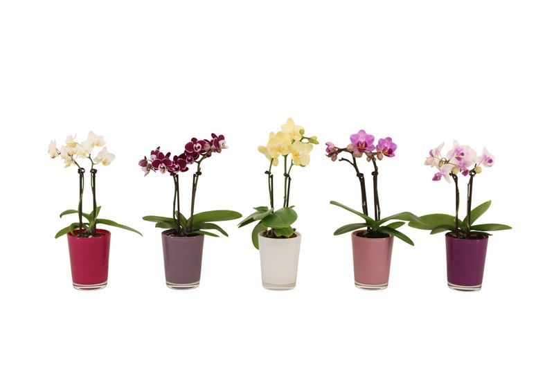 Glas pot p06 mix Fay Phal Tiny Dolls mix 2T10+ Aqu@, D 6