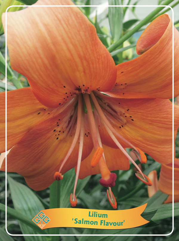 Lilium 'Salmon Flavour' P11, D 11