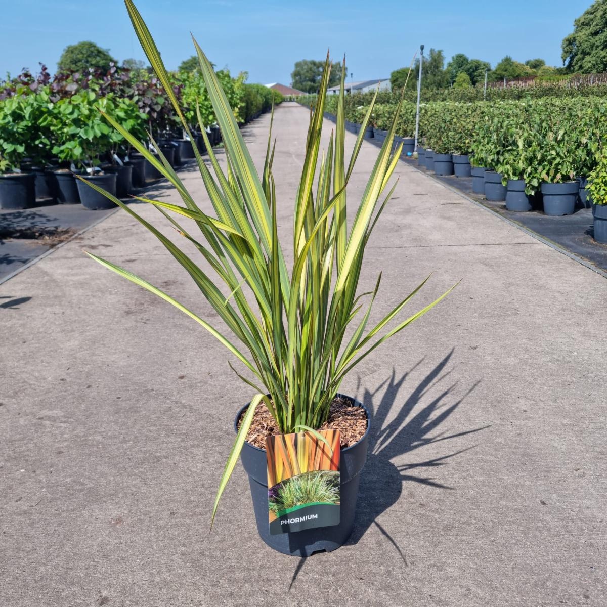 Phormium 'Apricot Queen', D 29