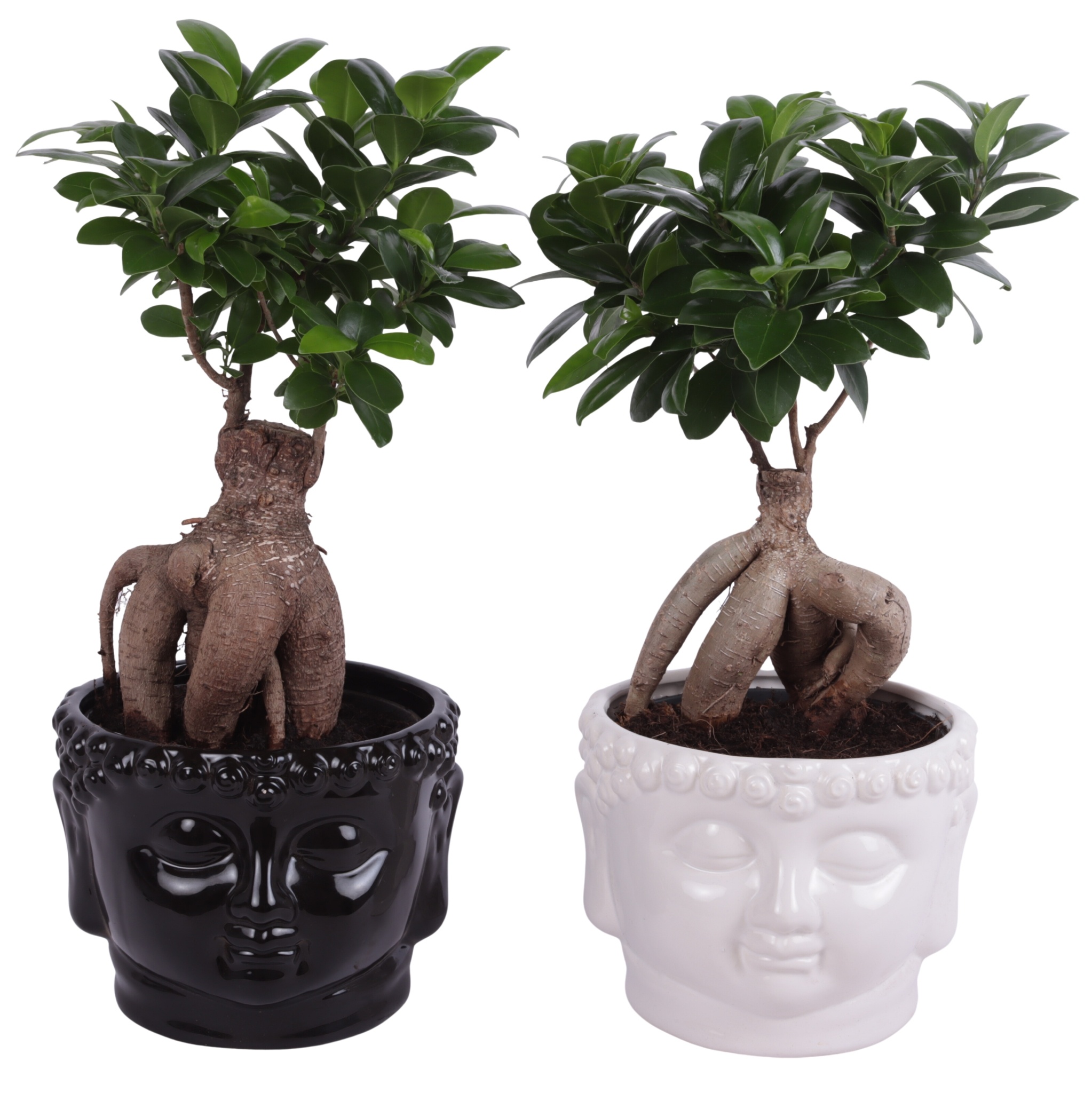 Ficus m. Ginseng Pot Ø15cm in Ø18cm Black and White Buddha, D 18