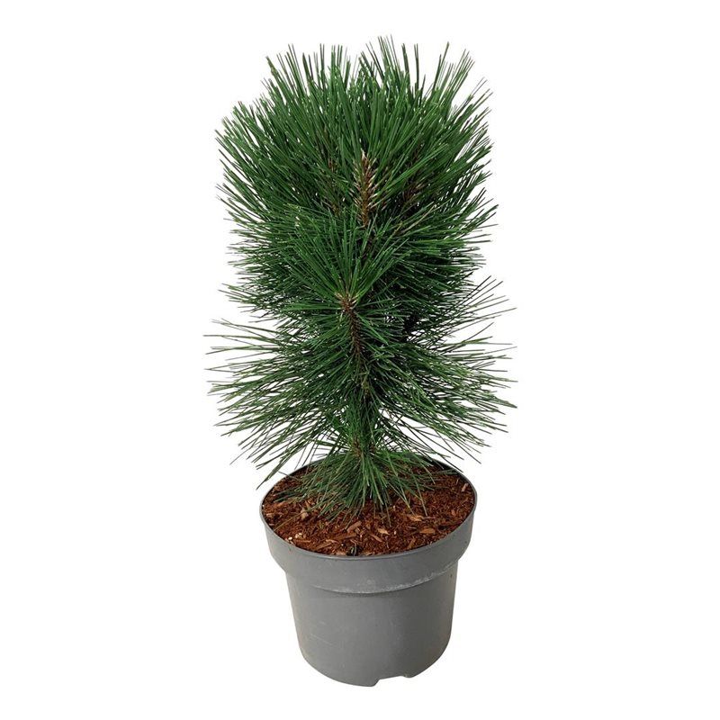 Pinus nigra 'Pyramidalis', D 21
