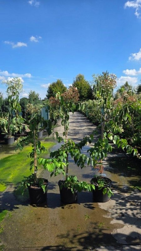 Heptacodium micon. Temple of Bloom, D 40