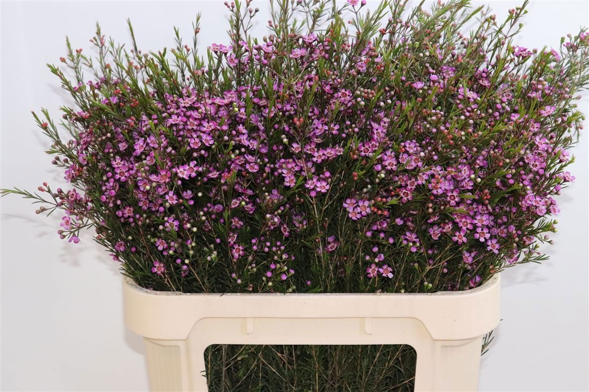 Шамелациум Перпл Прайд 80, шт.