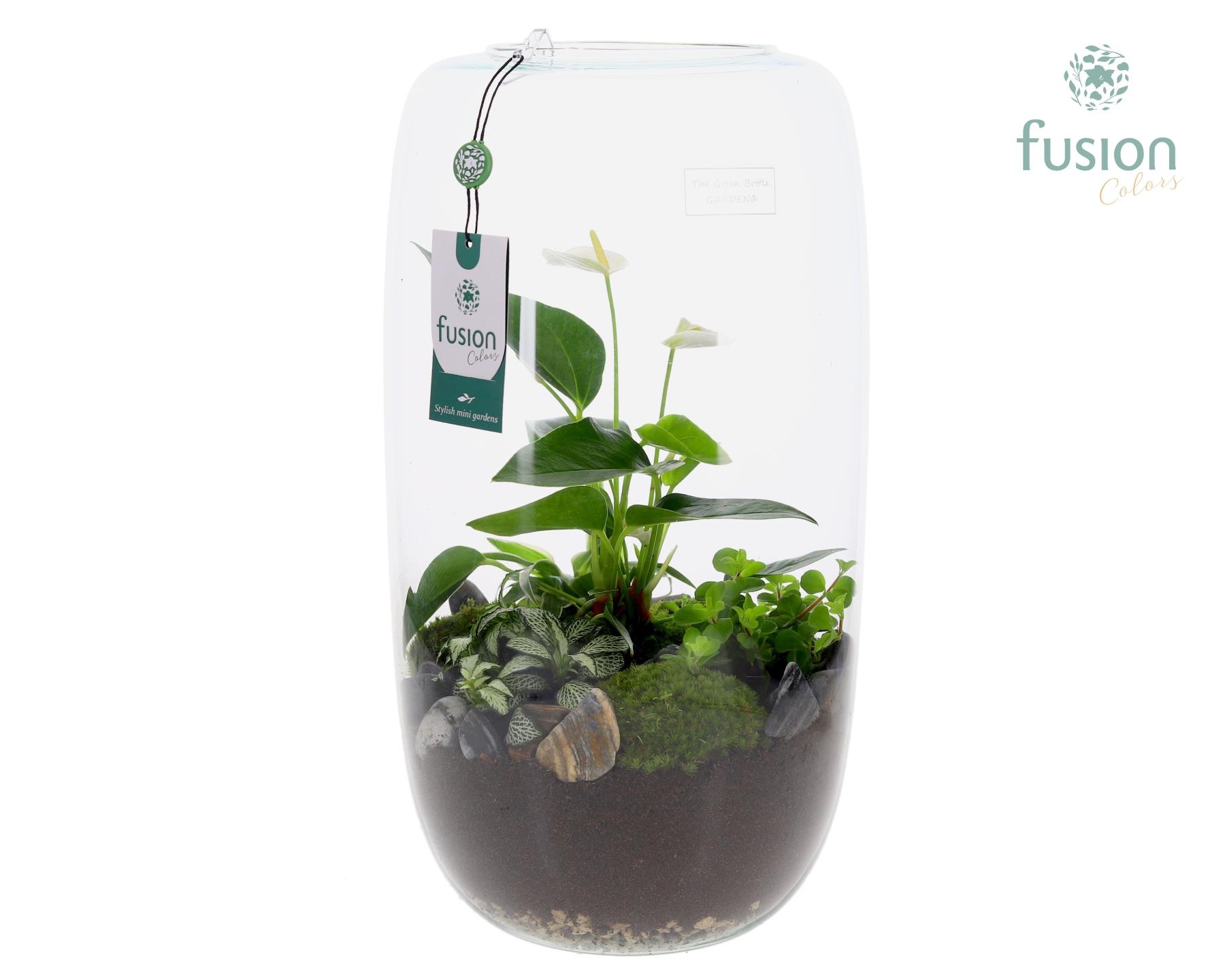 Green Bottle Isabella XXLarge met Anthurium Arrangement, D 23