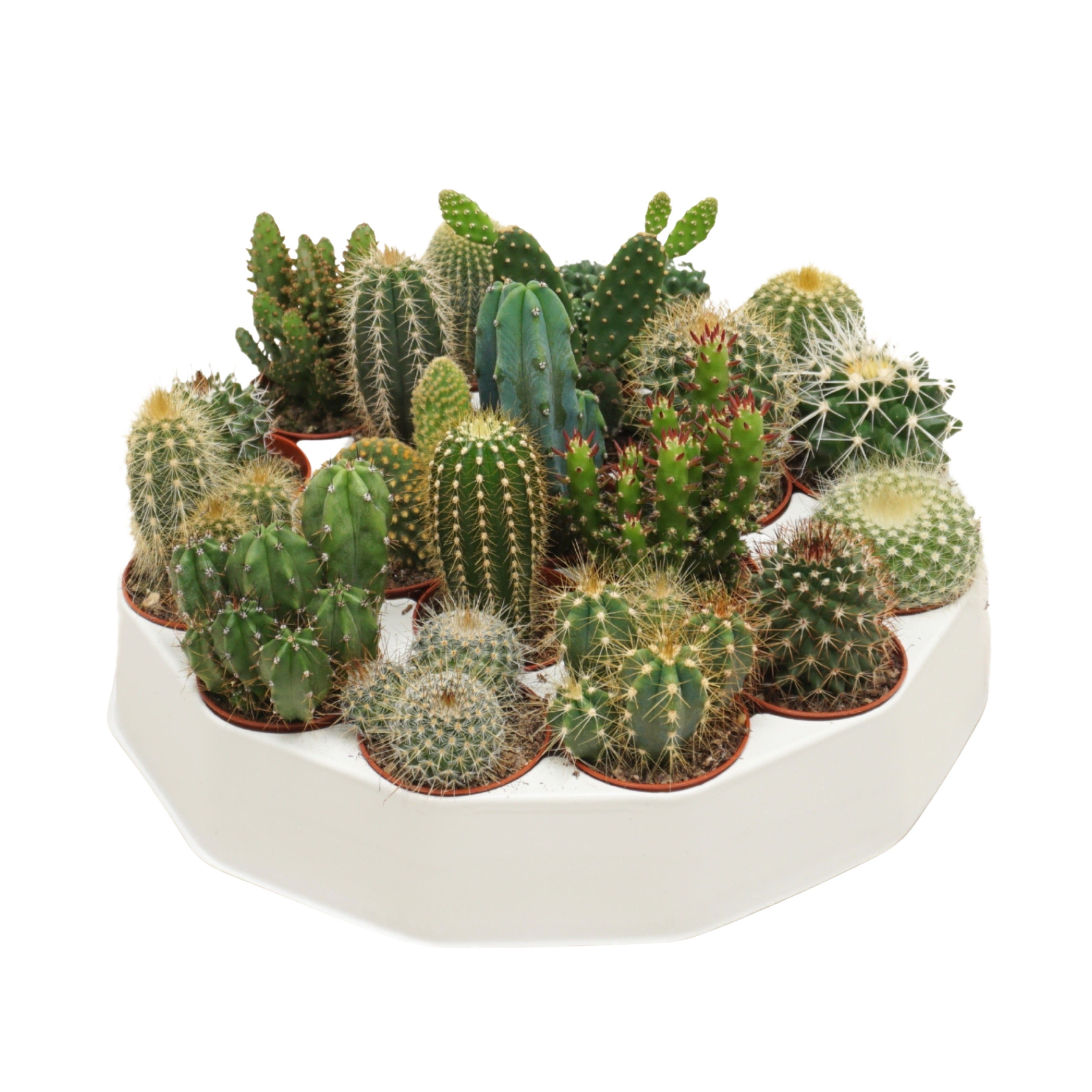 Cactus mix 5,5 cm in ronde tray, D 5,5