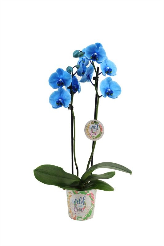 Potcover p12 I am wild & free Phal I am Blue 2T12+, D 12