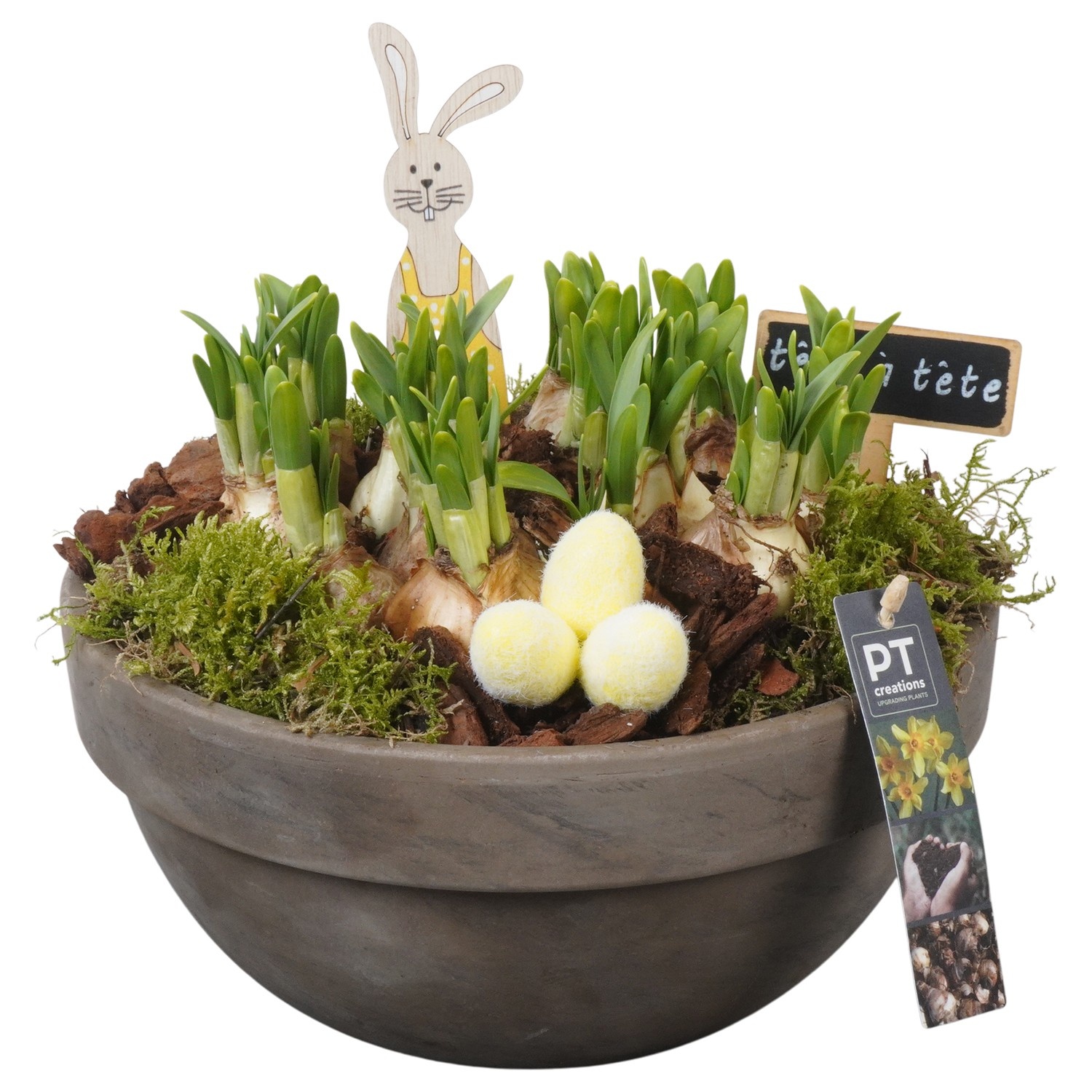 PTNP4465 Arrangement Narcissus Easter in terracotta schaal, D 26