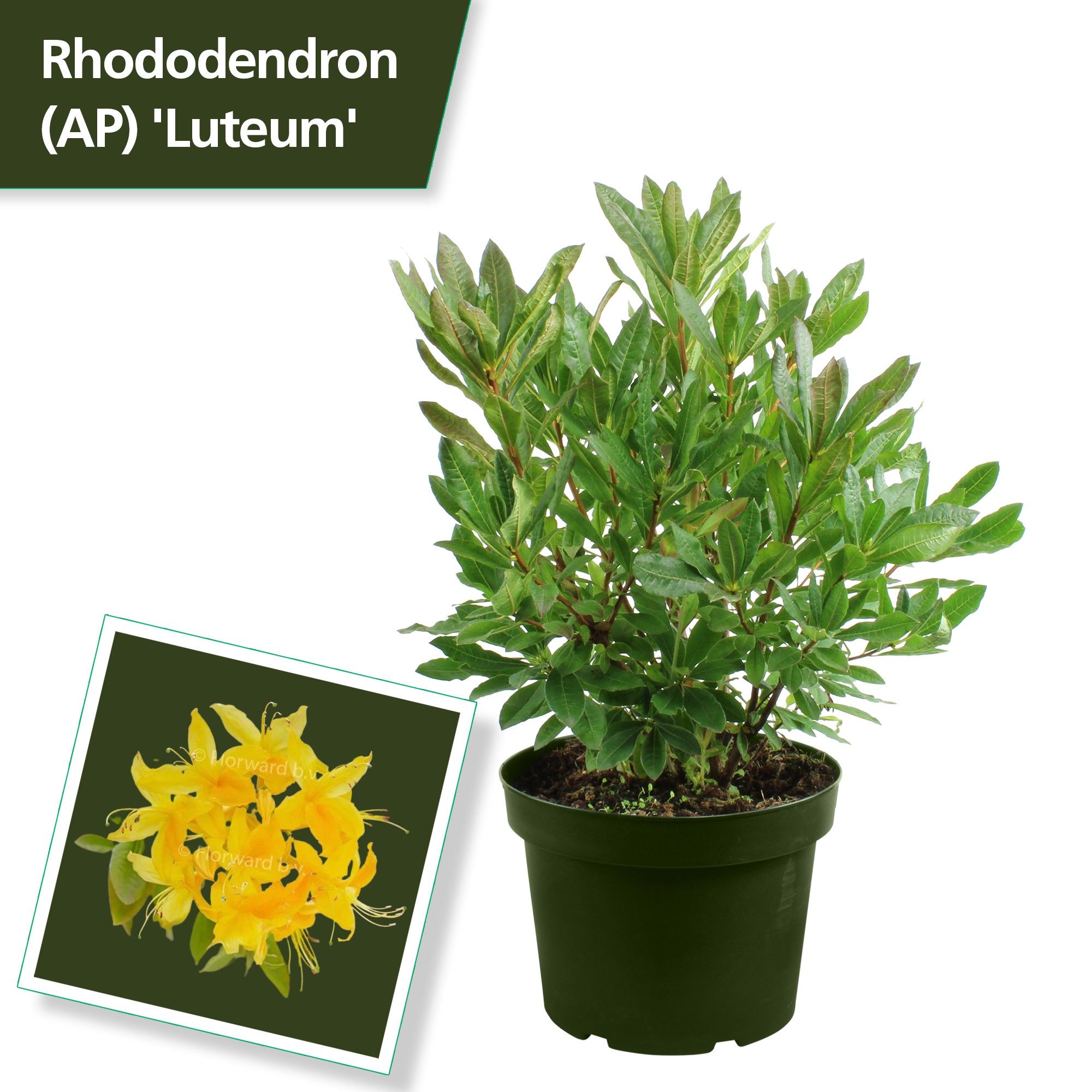 Rhodo. (AP) 'Luteum' yellow, D 29