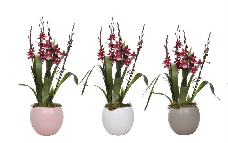 Lisa p12 bolpot mix Cambria Barrocco Red 3-4T18+, D 12