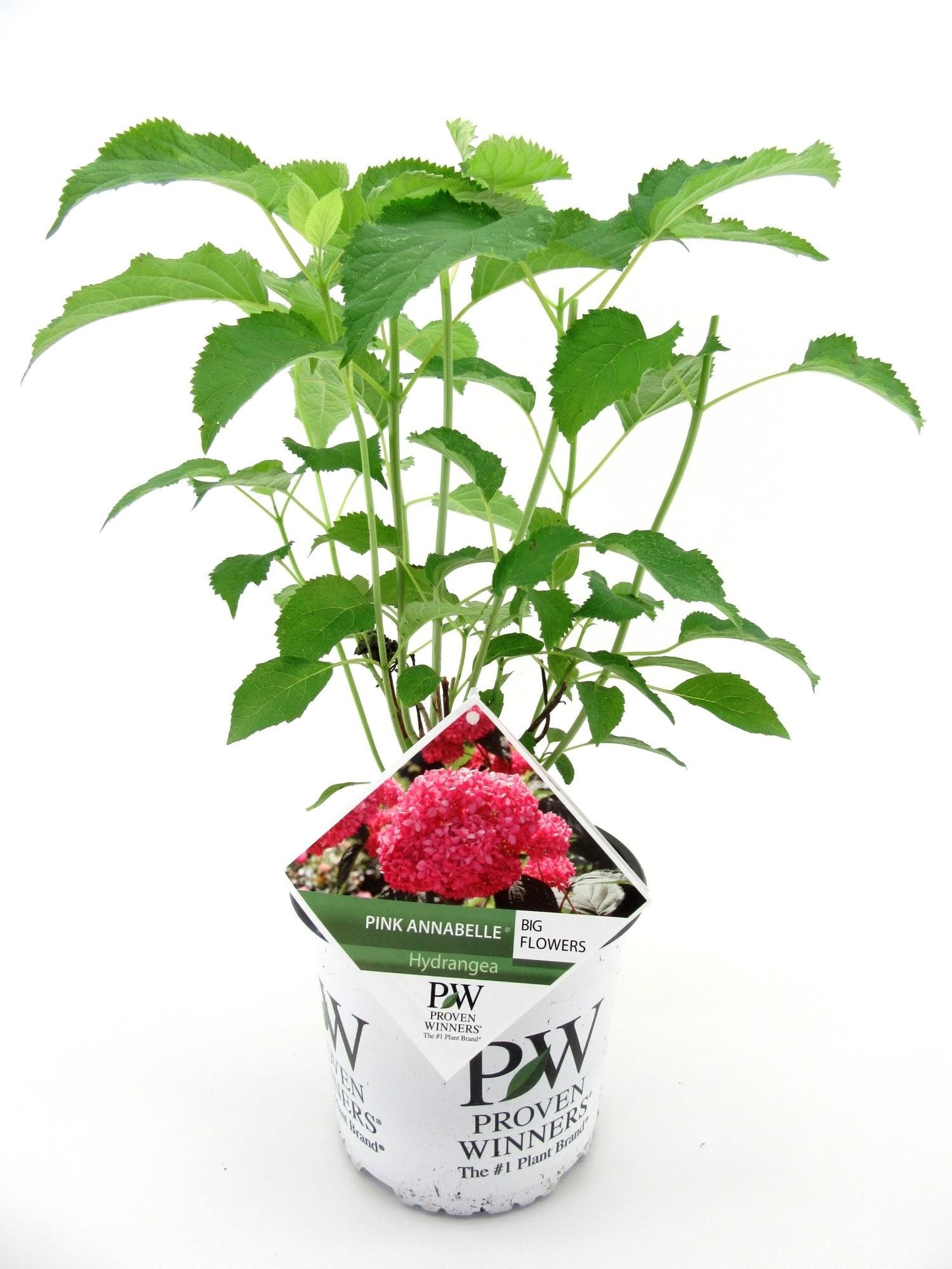 Hydrangea Pink Annabelle, D 19