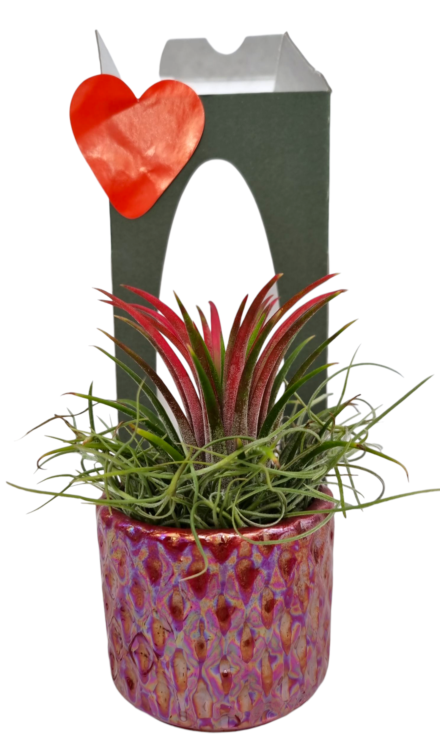 Tillandsia diamond red pot gift package, D 9