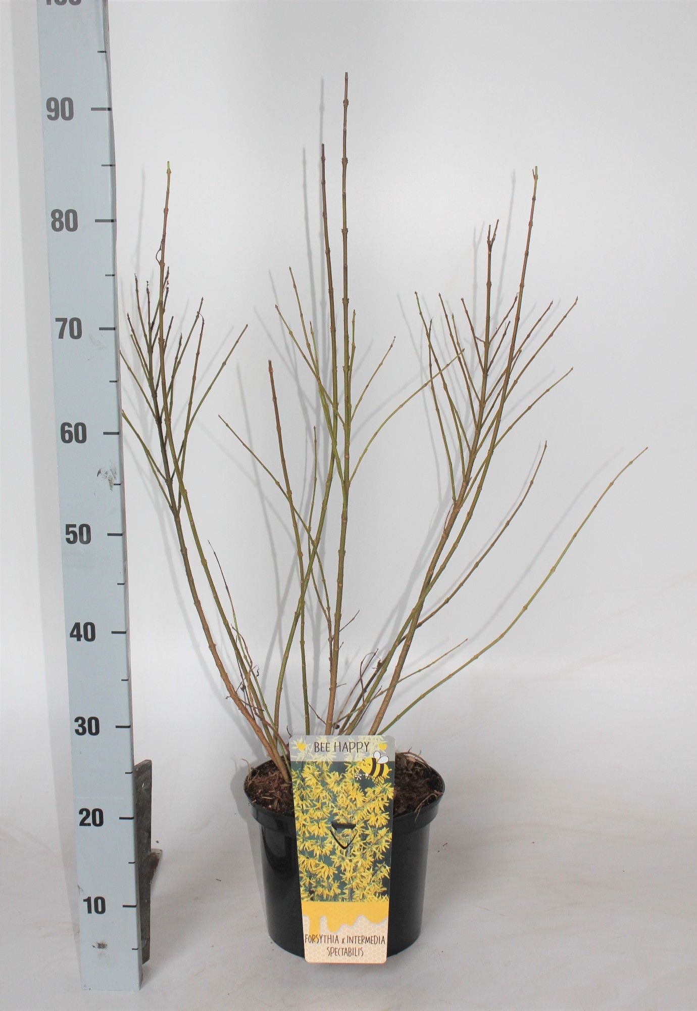 Forsythia intermedia 'Spectabilis', D 23