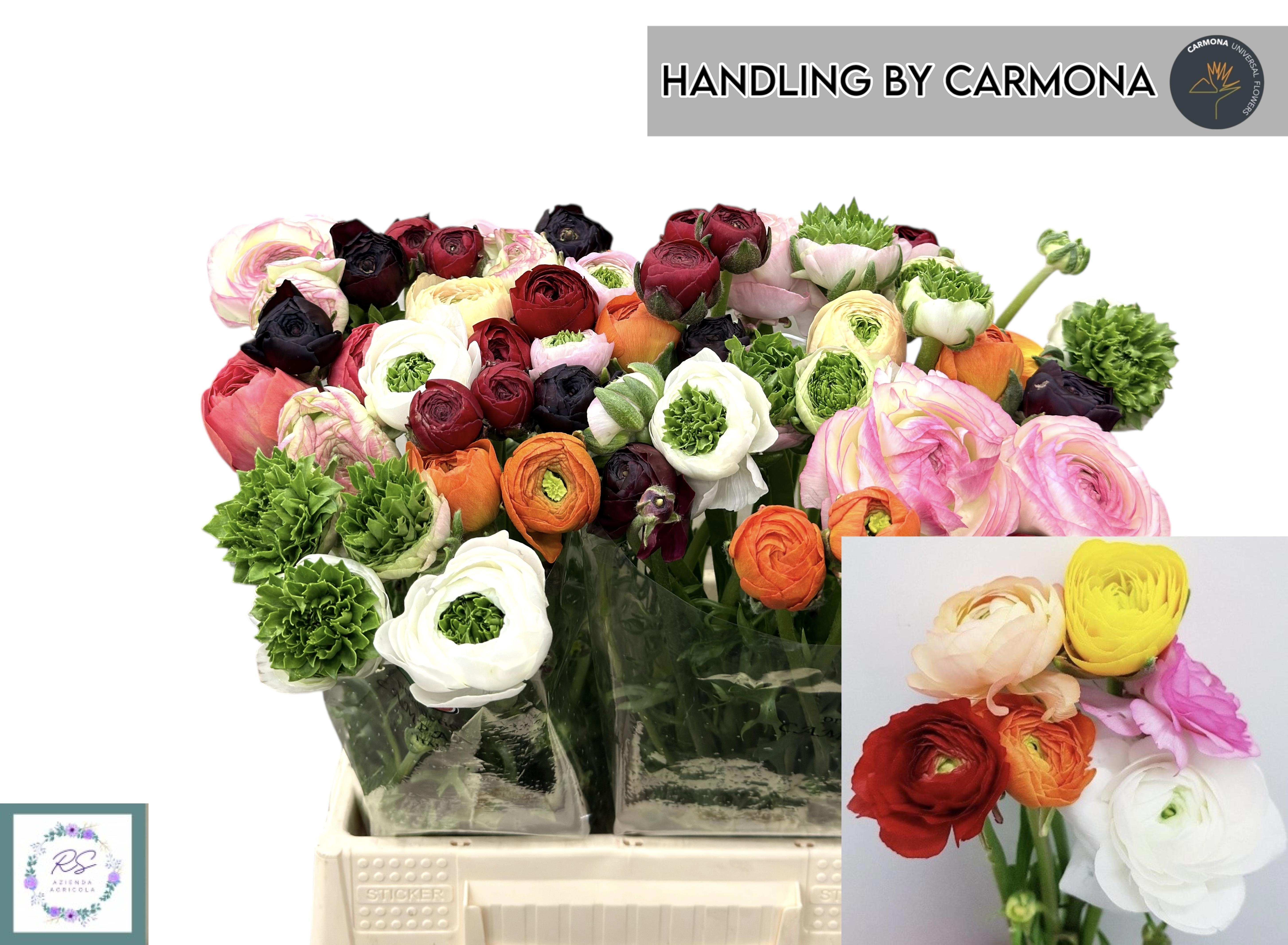 Ранункулус Микс 45, шт.