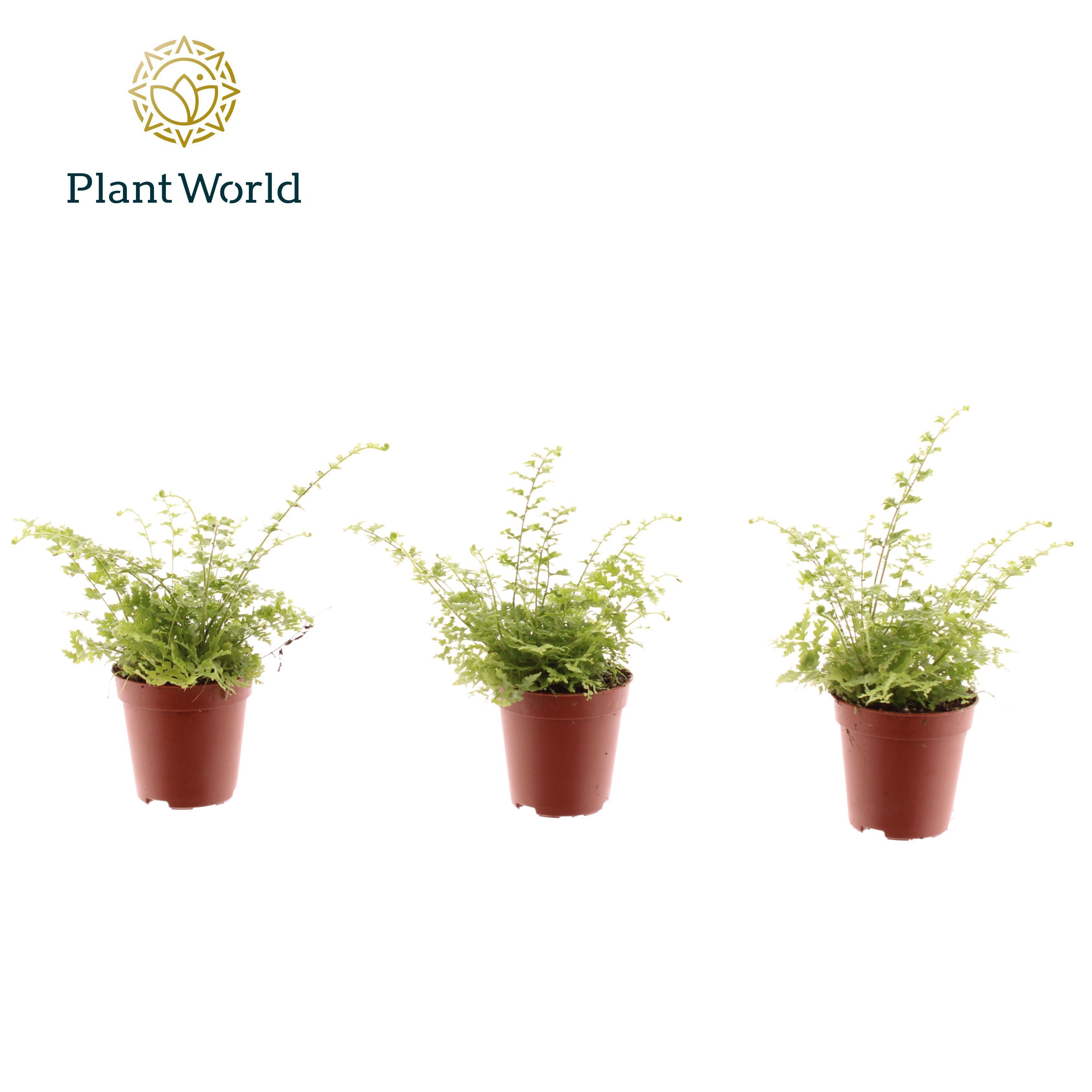 Tiny Nephrolepis Green Fantasy, D 5,5 cm