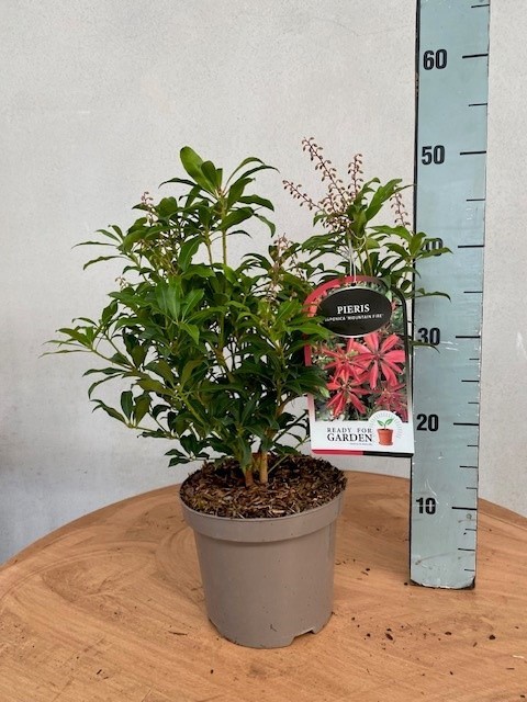 858 LDW : 3 L pot 19 cm Pieris gemengde soorten, D 19
