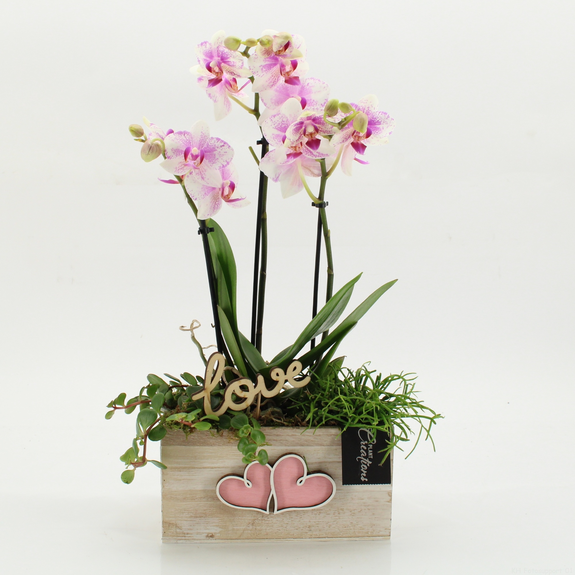 PHALRM-2608RZ Romantic Phalaenopsis, D 20
