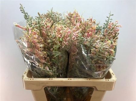 Гревиллея Канберра Микс 60, шт.