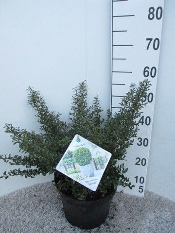 Ilex crenata Stokes 40 cm struik P23, D 23