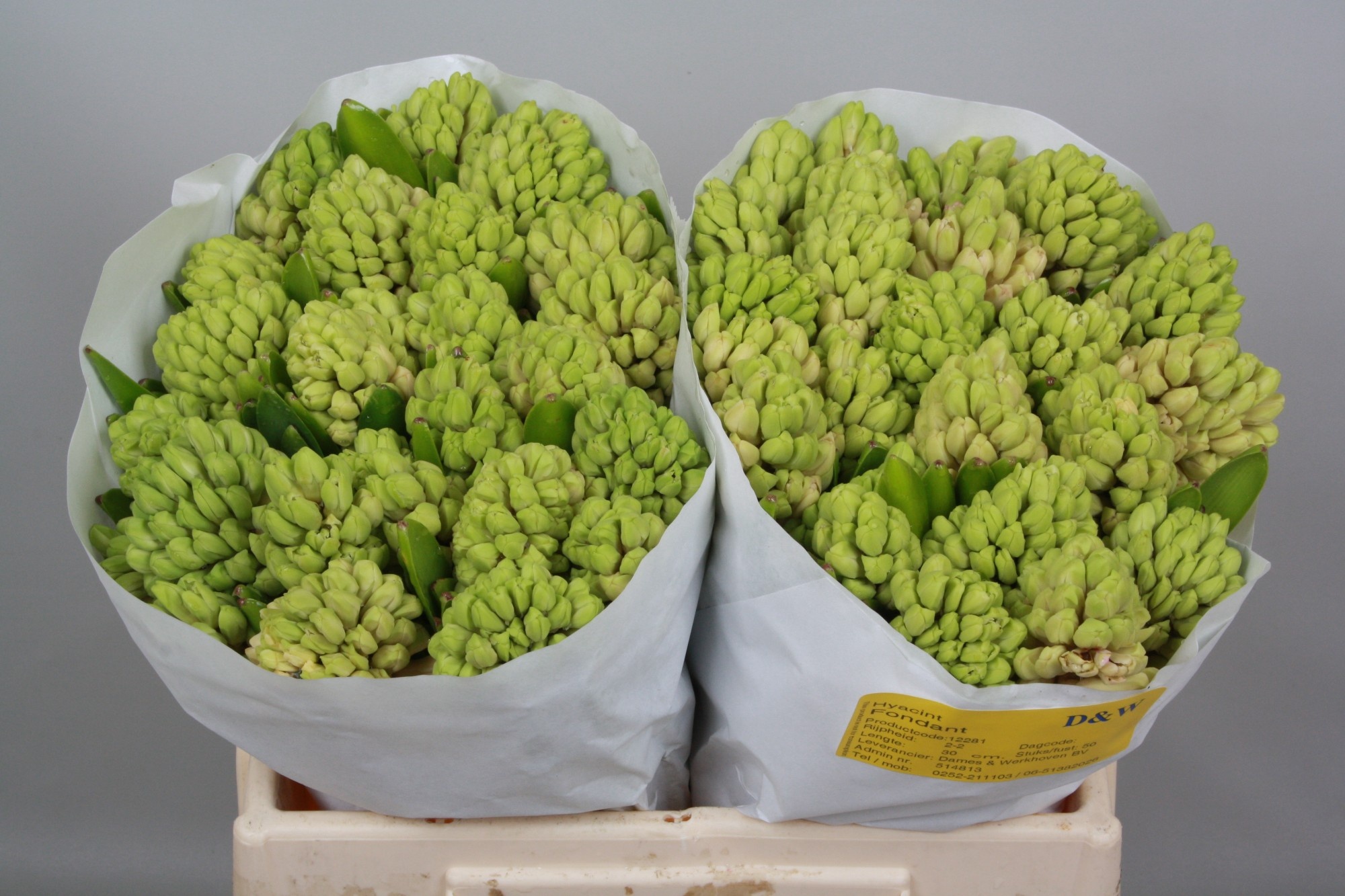 Гиацинт Фондант (роз.), шт.