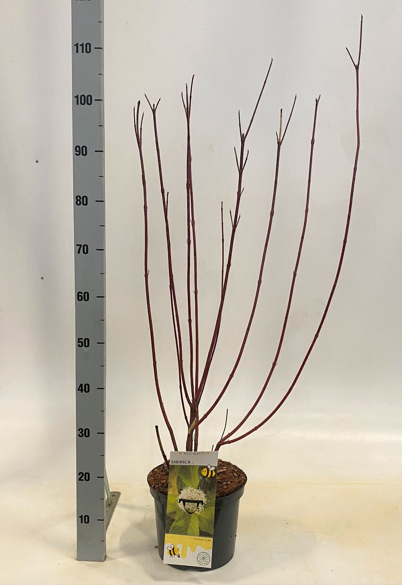 Cornus alba Sibirica, D 23