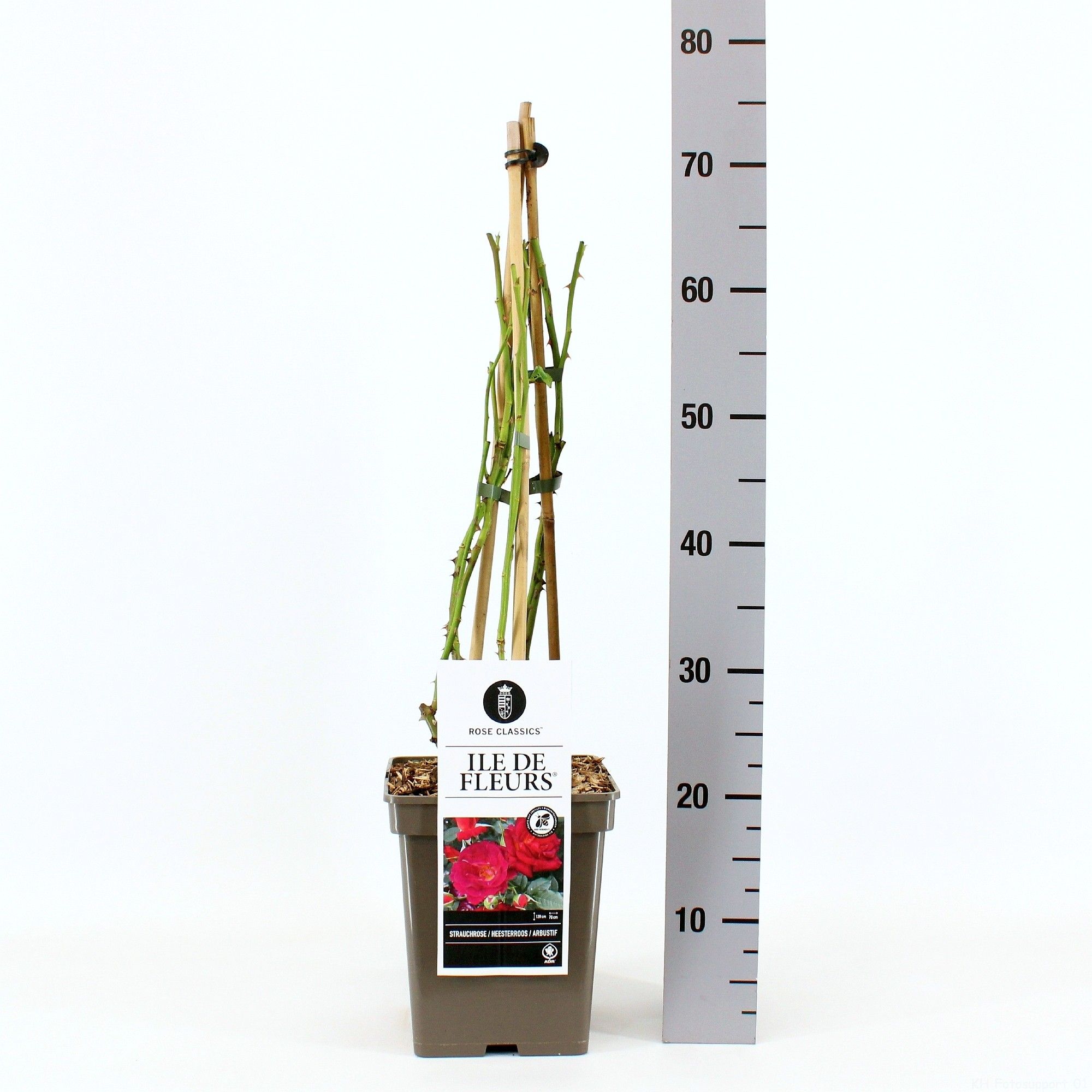 Rosa (H) Ile de Fleurs ®, C5, 4 stok 75 cm, D 23