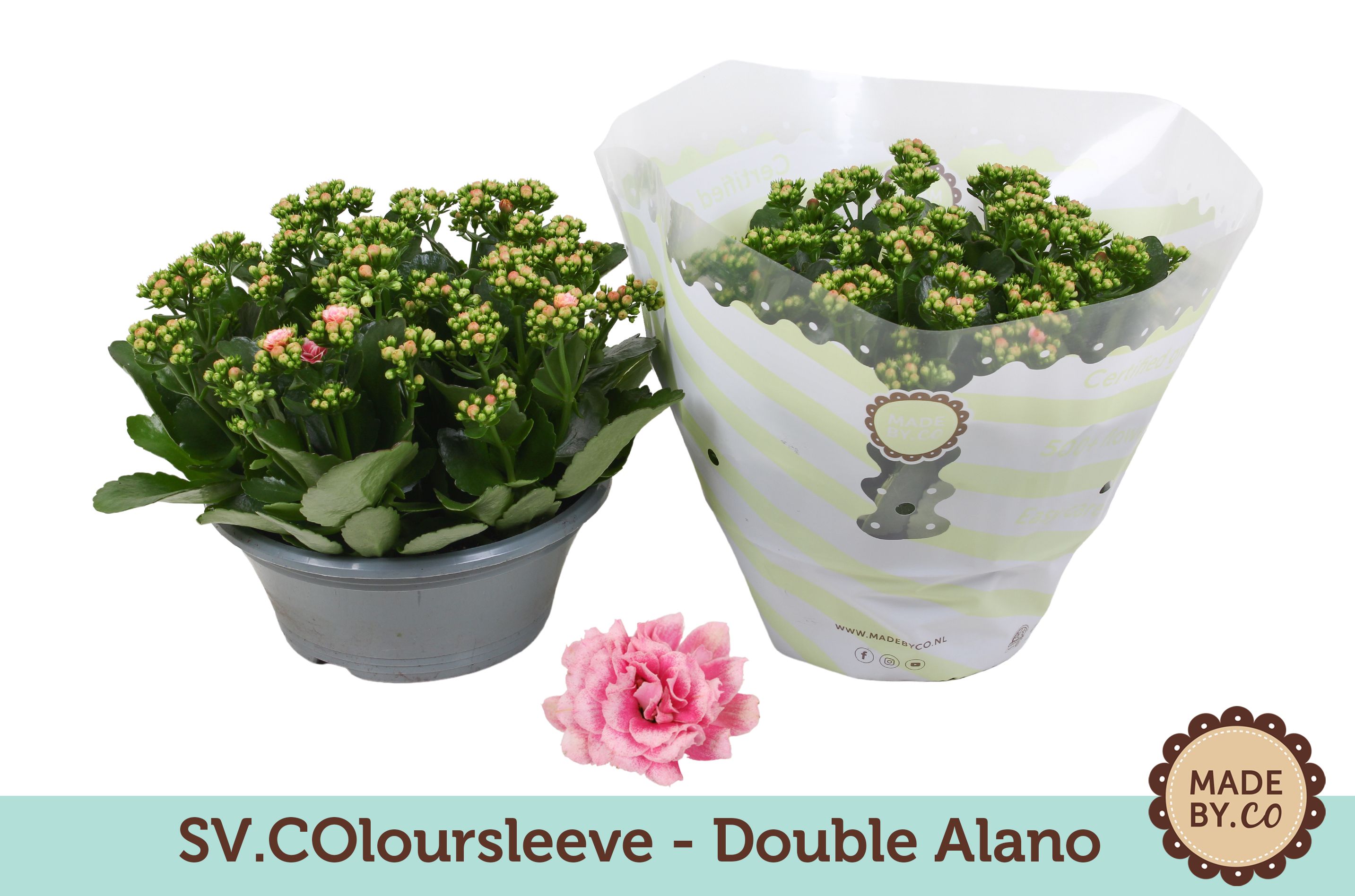 Kalanchoë Double Alano in SV.COloursleeve, D 23