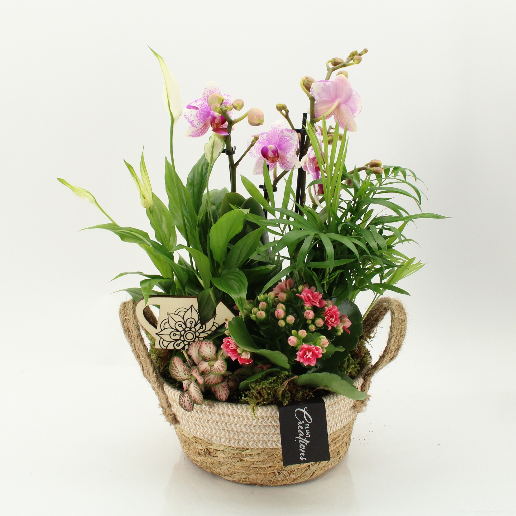 PHAL-2631RZ Phalaenopsis creatie, D 21