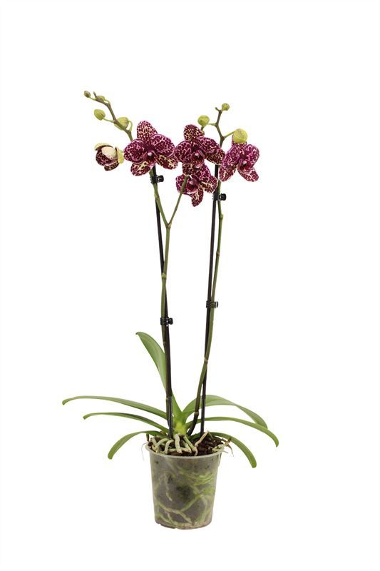 Phal Wildcat 2T16+, D 12