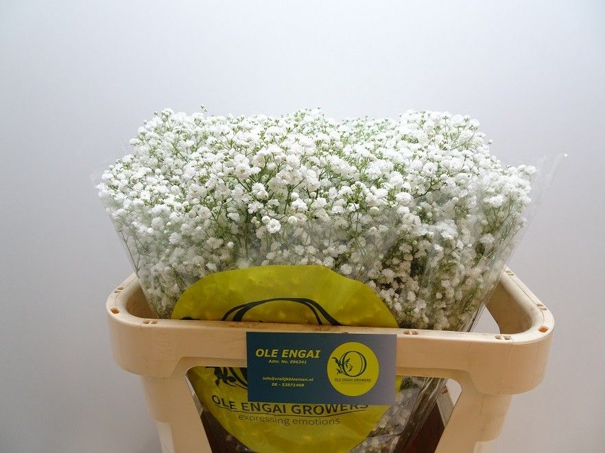 Гипсофила Экселенс 70 (бел.), шт.