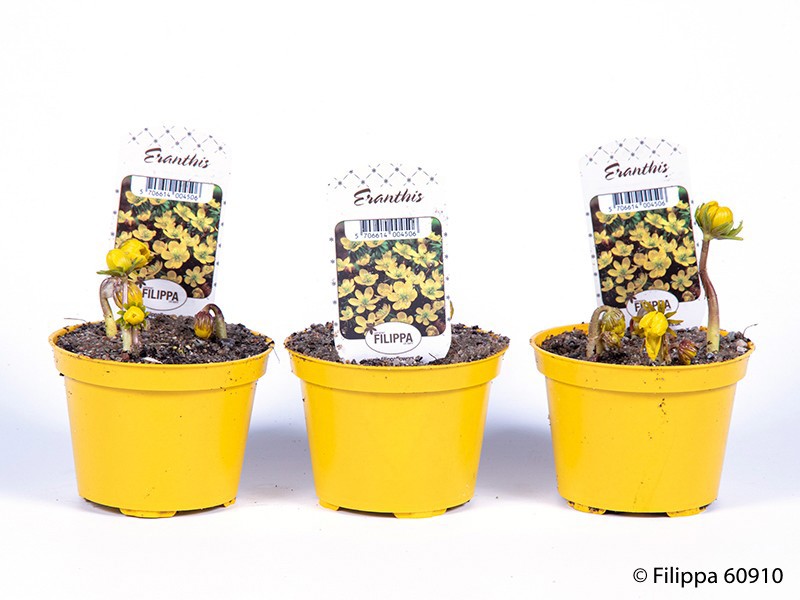 ERANTHIS HYEMALIS, D 9