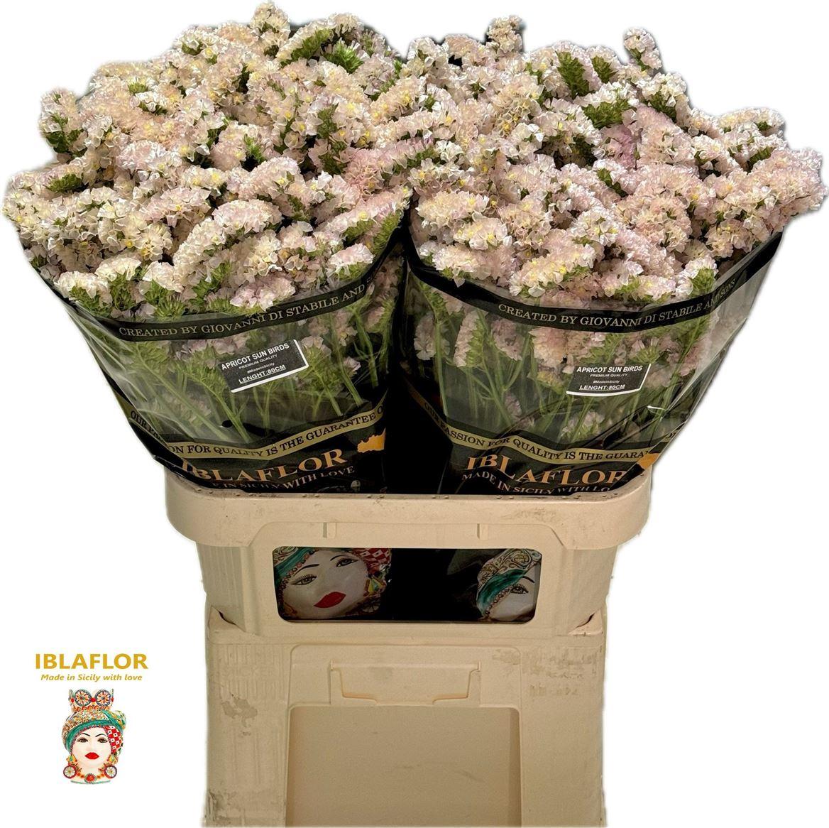 Статица Априкот Сан Бердс 80 (сальм.), шт.