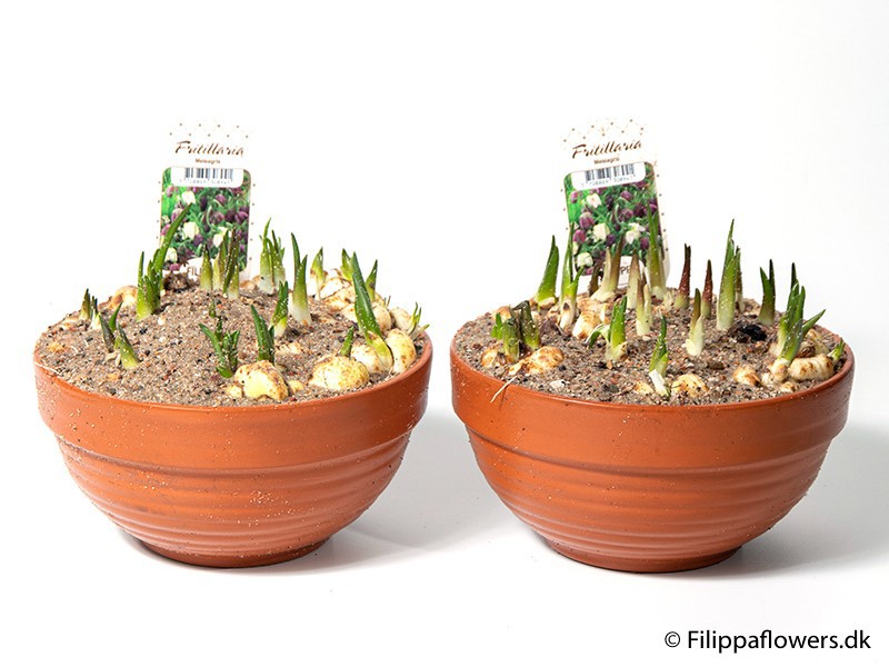 FRITILLARIA MELEAGRIS, D 15