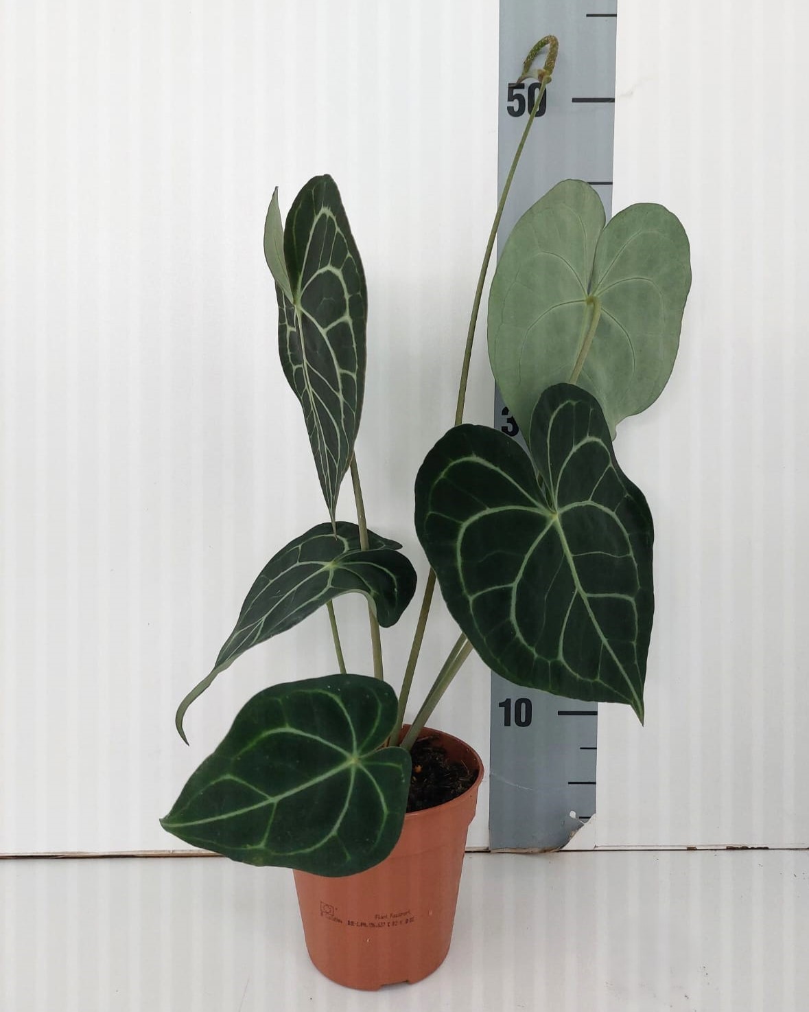 TDM P12 : Anthurium Clarinervium, D 12