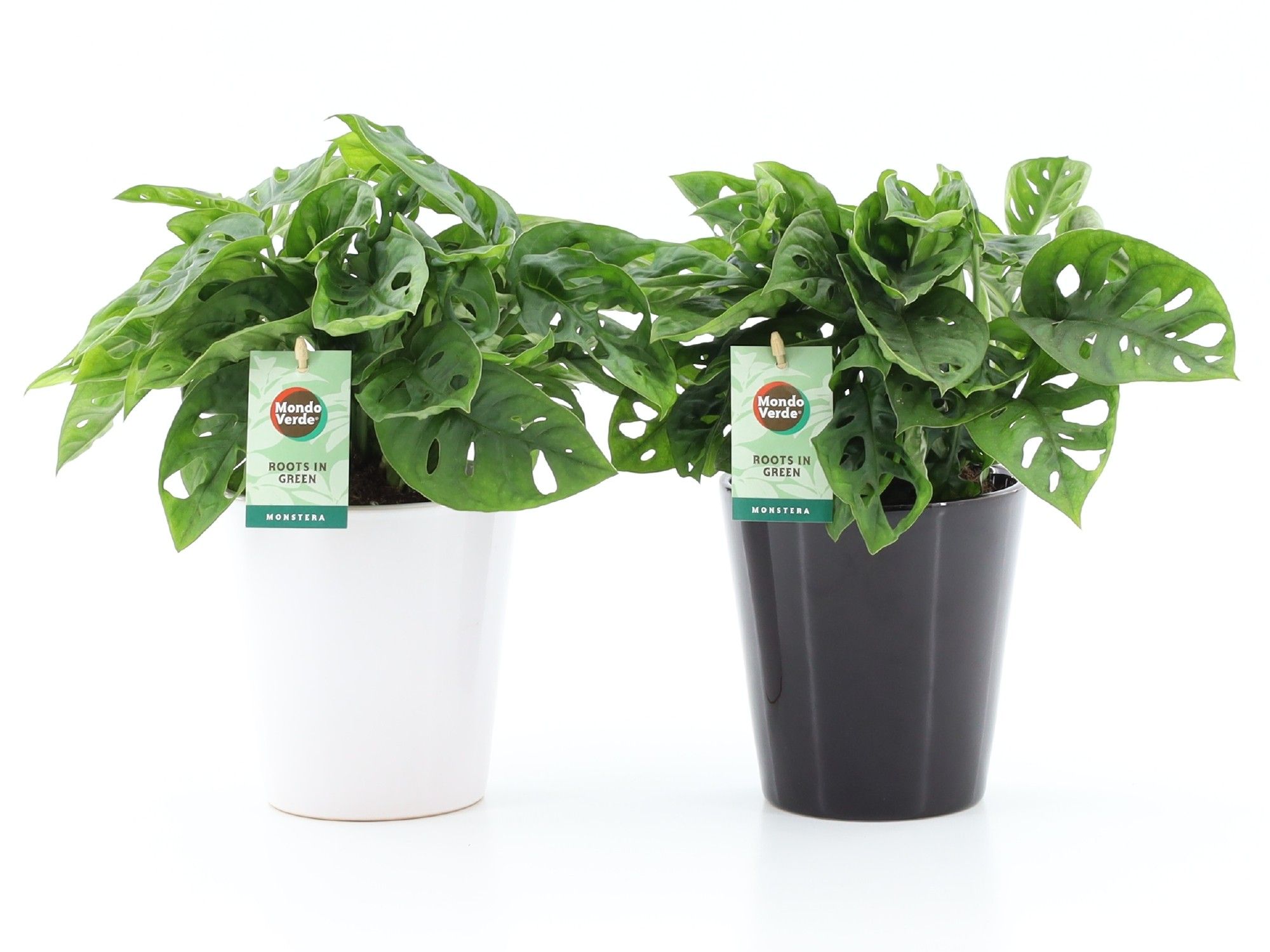 Monstera Adansonii in Zwart & Wit keramiek, D 13