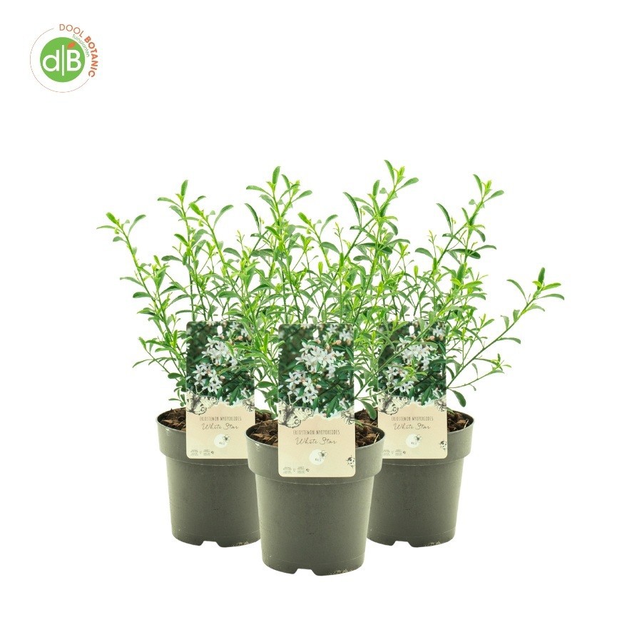 Eriostemon 'White Star', D 15