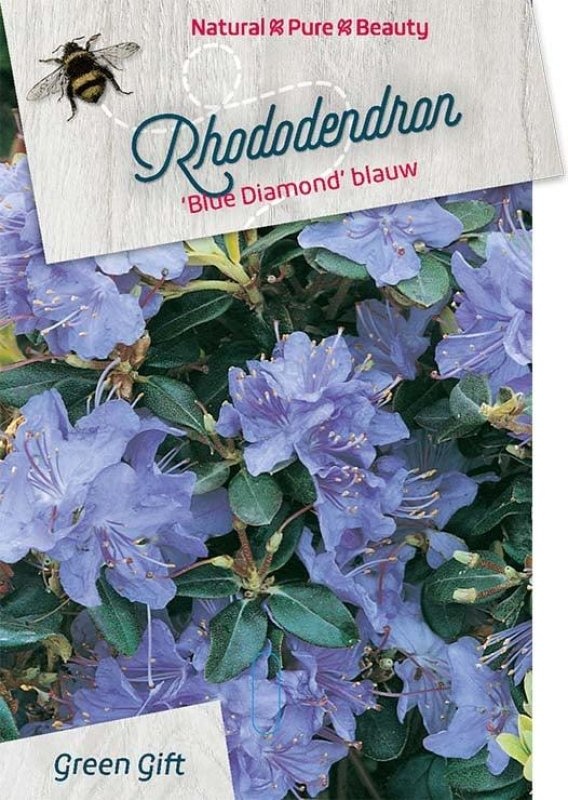 Rhododendron 'Blue Diamond', D 29