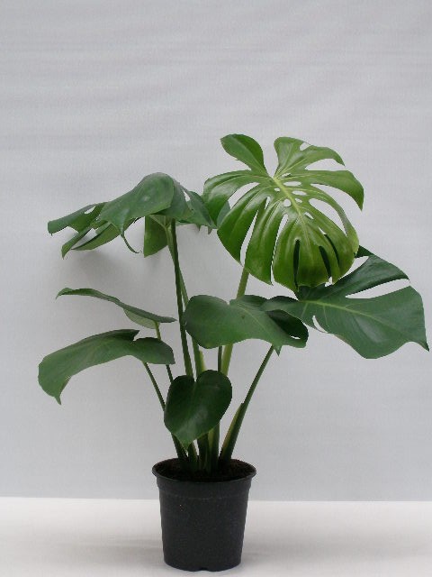 MONSTERA DELICIOSA, D 21