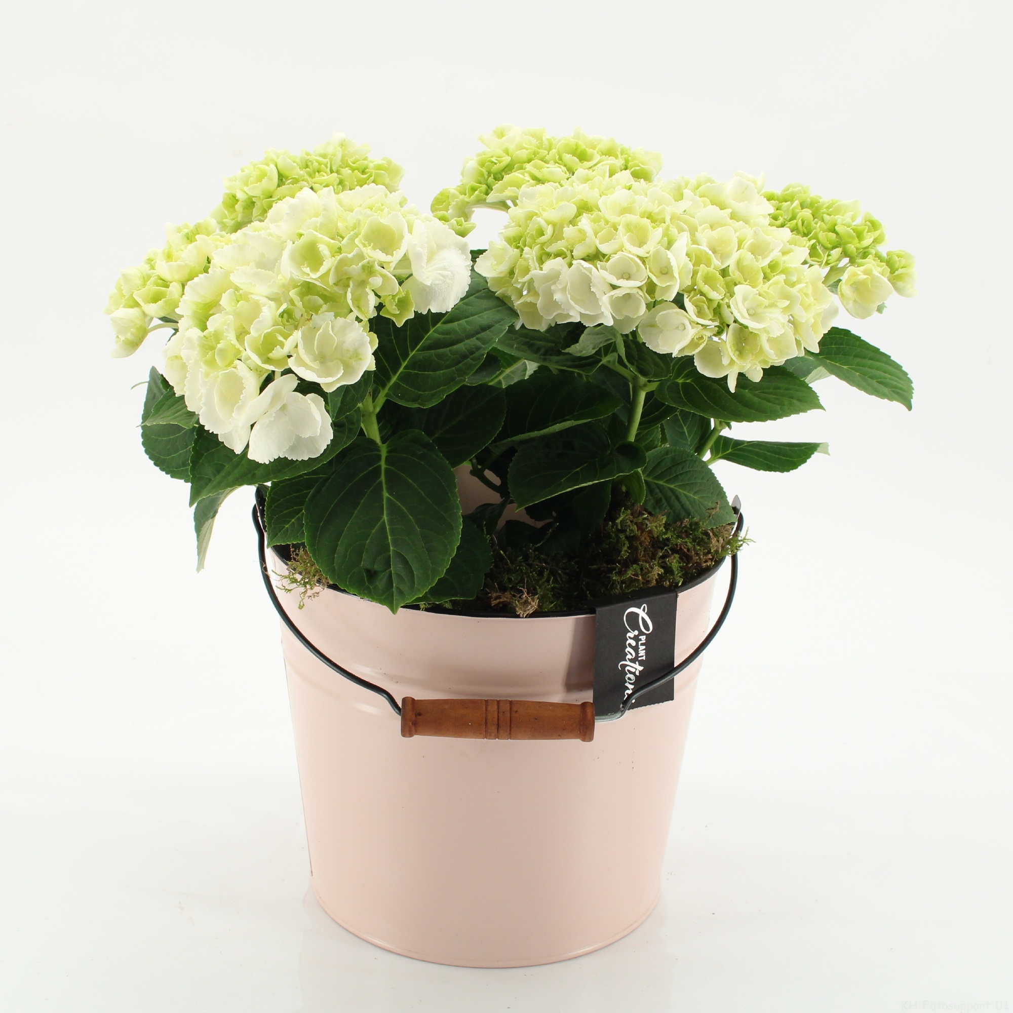 KHCR-2615W Hydrangea creations, D 21