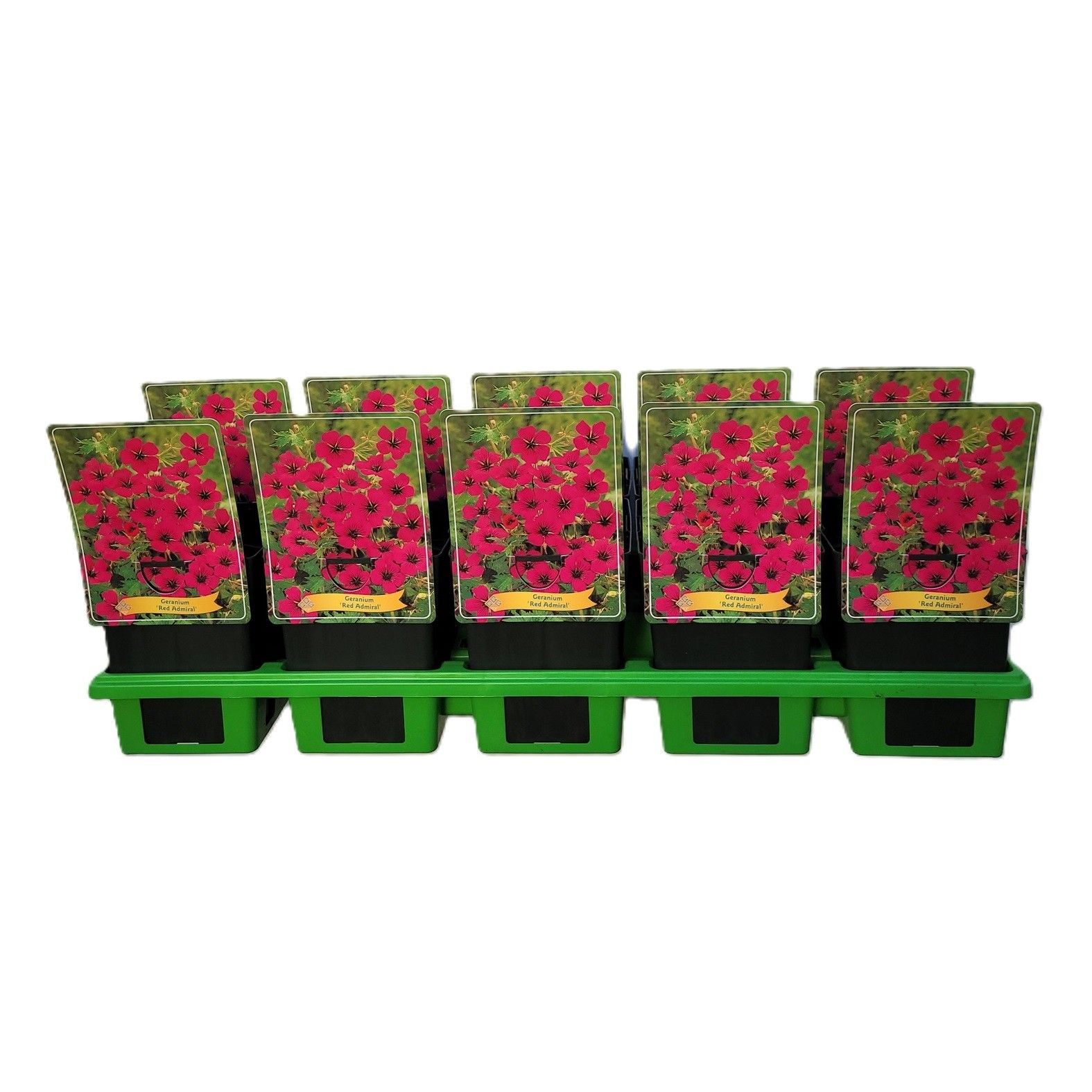 Geranium 'Red Admiral' P11, D 11