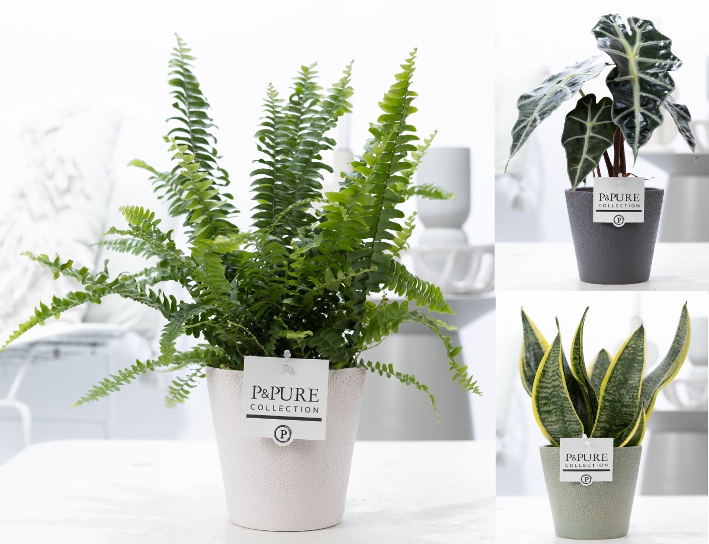 Groene planten mix icm P&PURE Ruby cer. ass.3, D 12