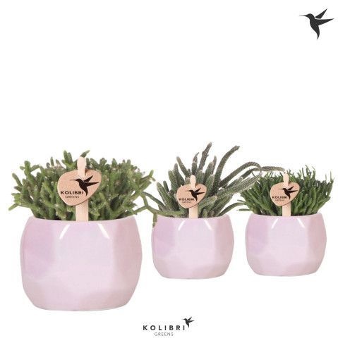 Kolibri Greens Rhipsalis mix in Pearl pot pink, D 6