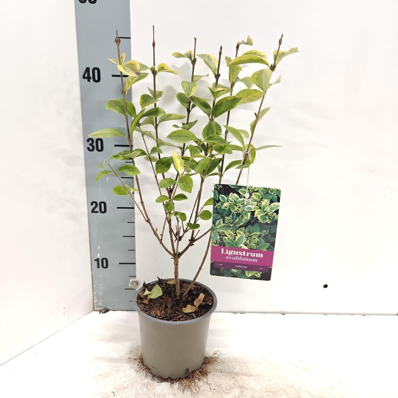 Ligustrum ovalifolium 'Aureum', D 12